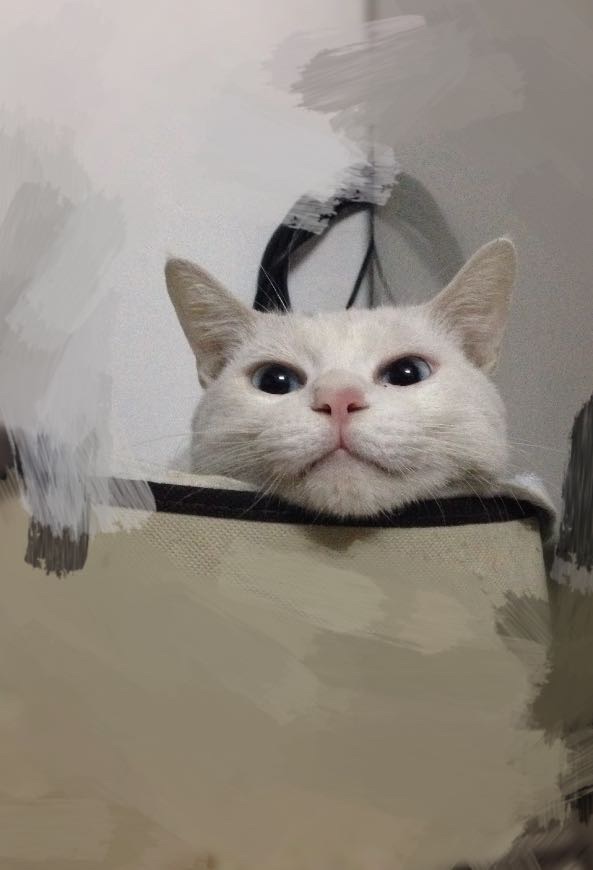 猫嗜睡,少食,叫声没以前亮,蔫蔫的.老舔口鼻