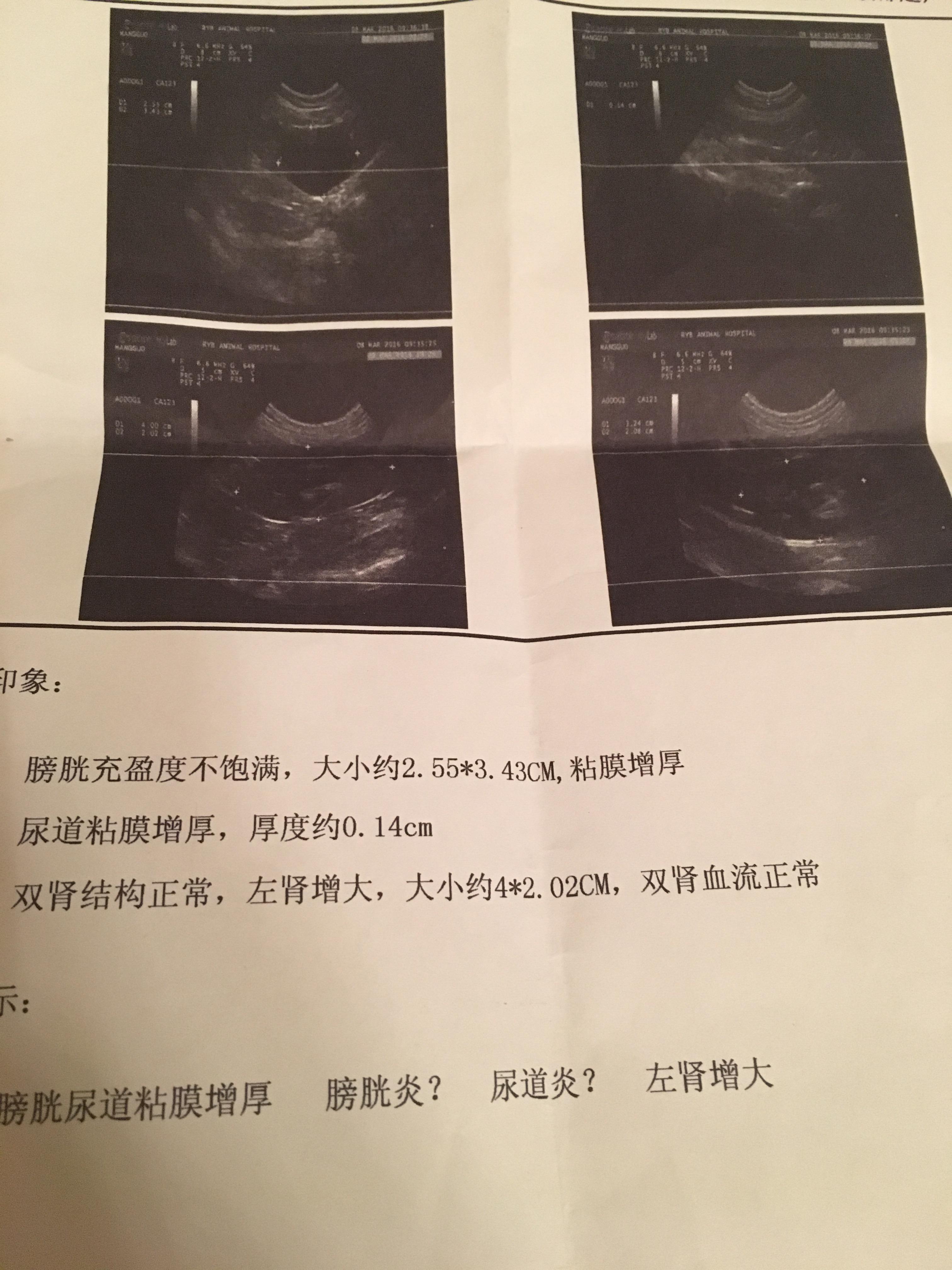 公猫膀胱炎 尿道炎 肌酐升高