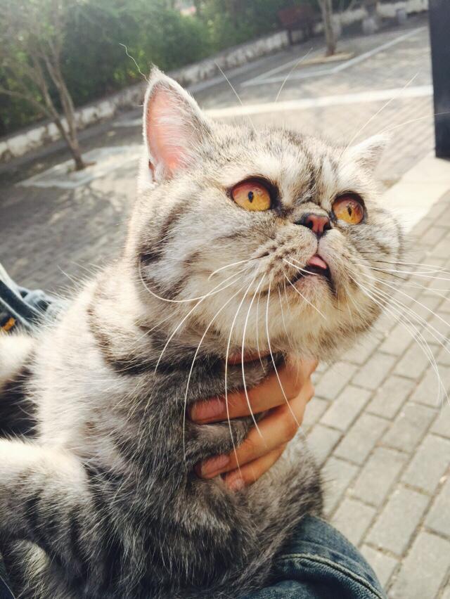 我家猫咪偶尔会吐舌头,为什么呢 萌爪医生