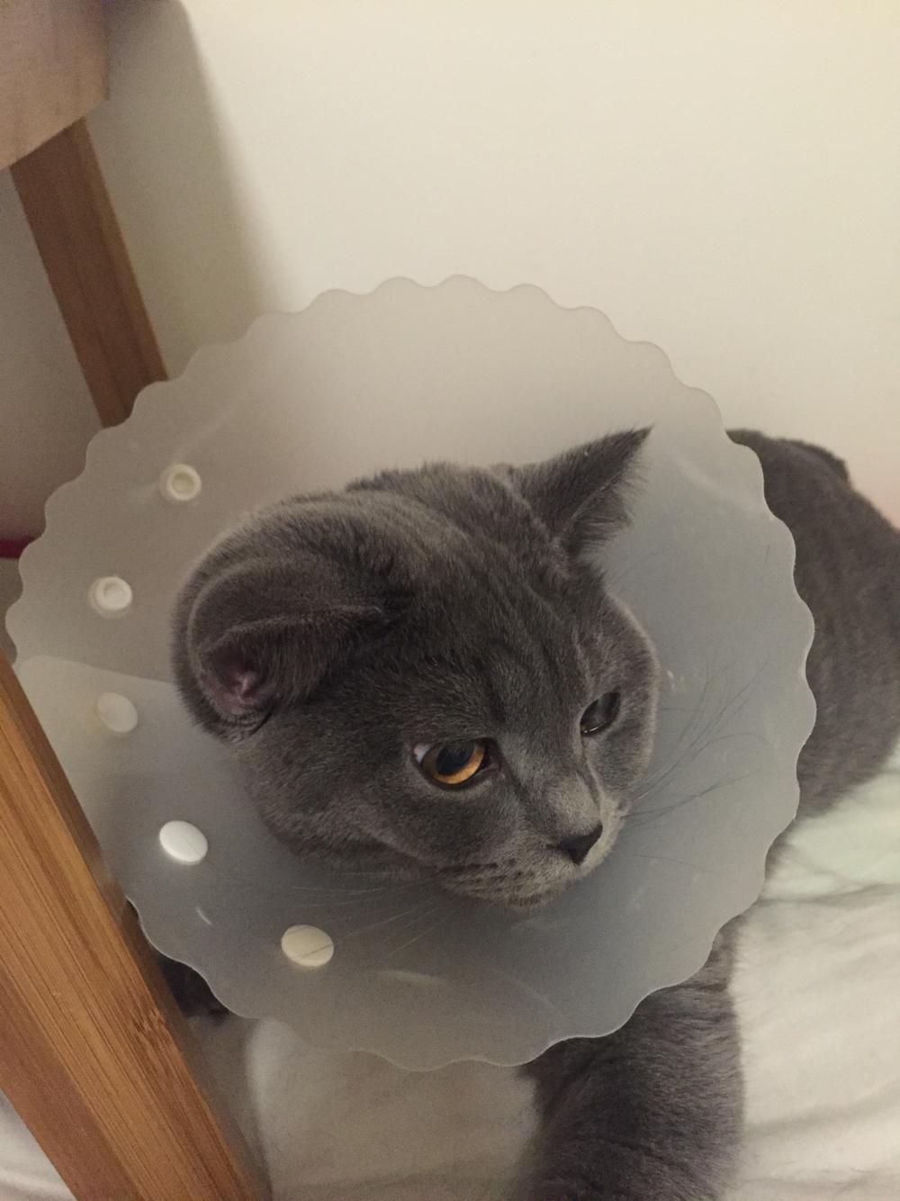 9个月大蓝猫耳朵红肿结痂出血