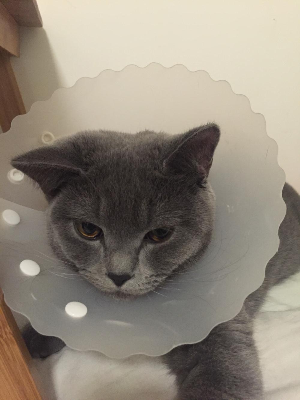 9个月大蓝猫耳朵红肿结痂出血