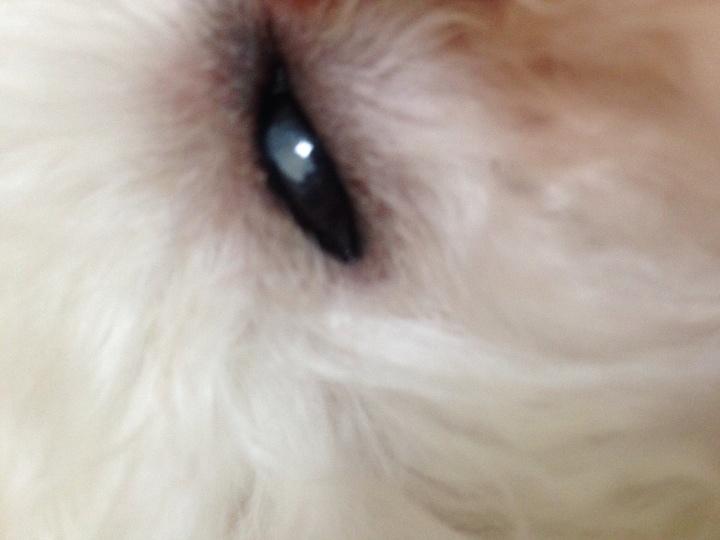 狗狗 眼球上有白的东西