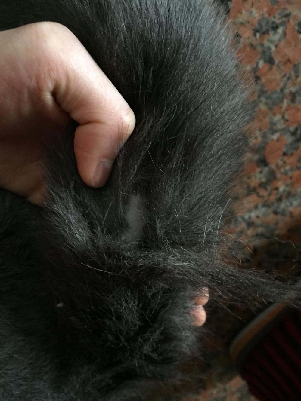 猫尾巴上有一块毛没了