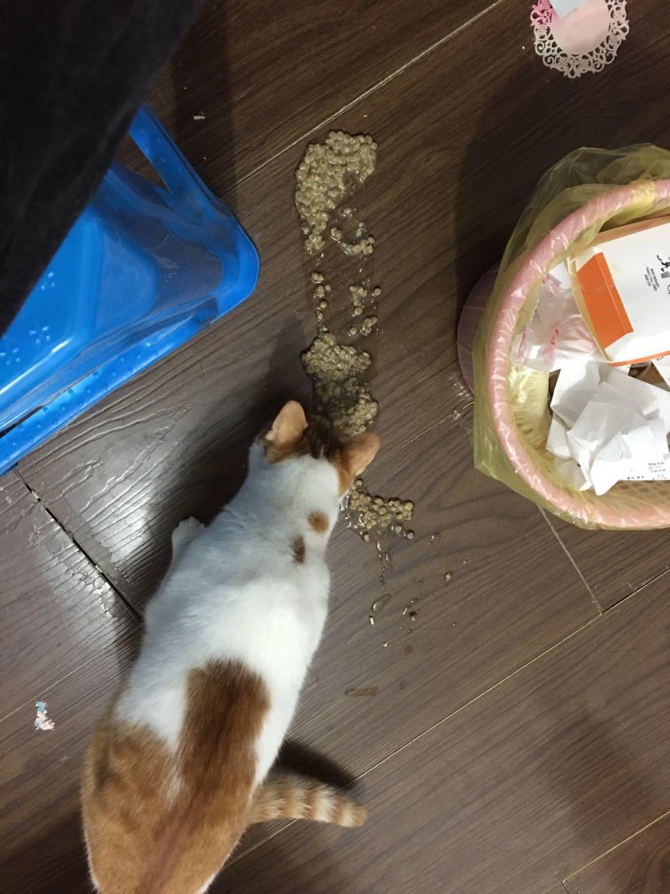 猫咪吃完粮就吐