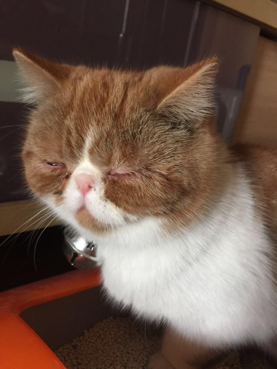 加菲猫眼睛发炎睁不开了
