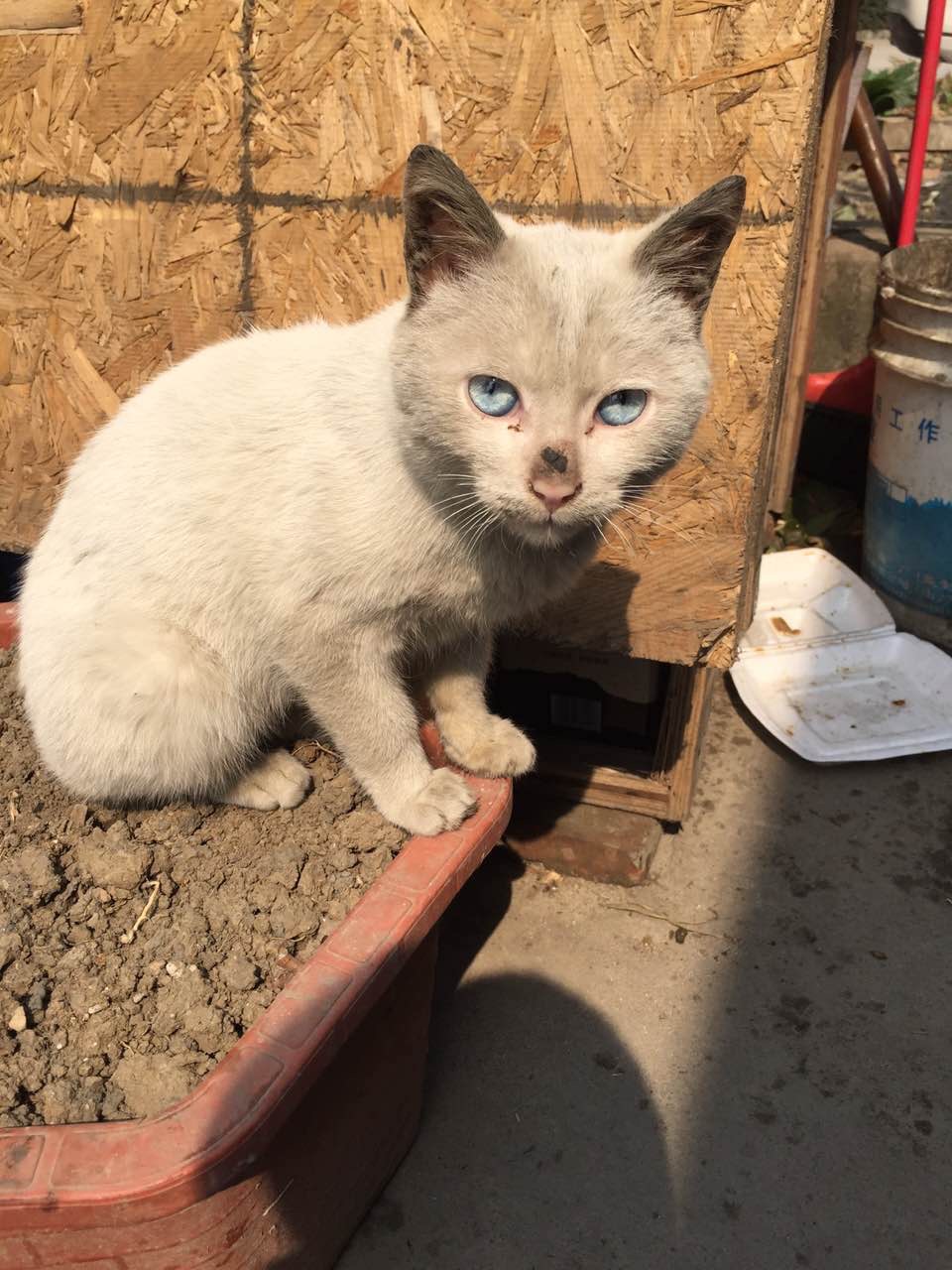 你好 捡到一只流浪猫 眼睛很漂亮 请帮忙看一下 这是什么品种的猫咪
