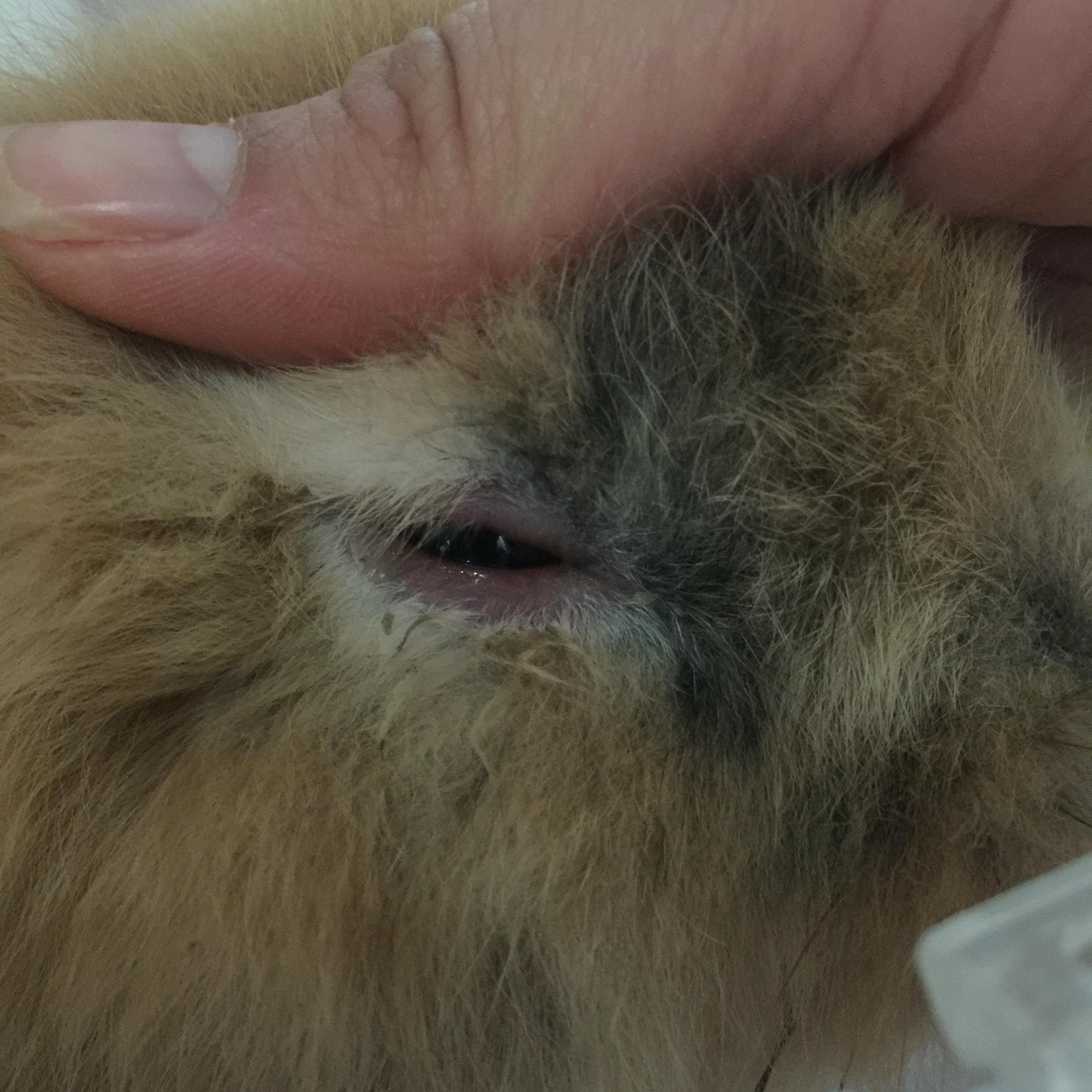 兔子的眼周变得又红又肿