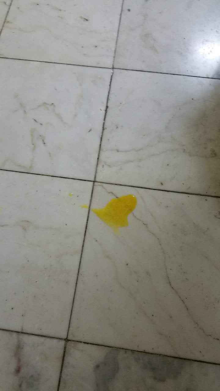 猫咪吐黄色液体