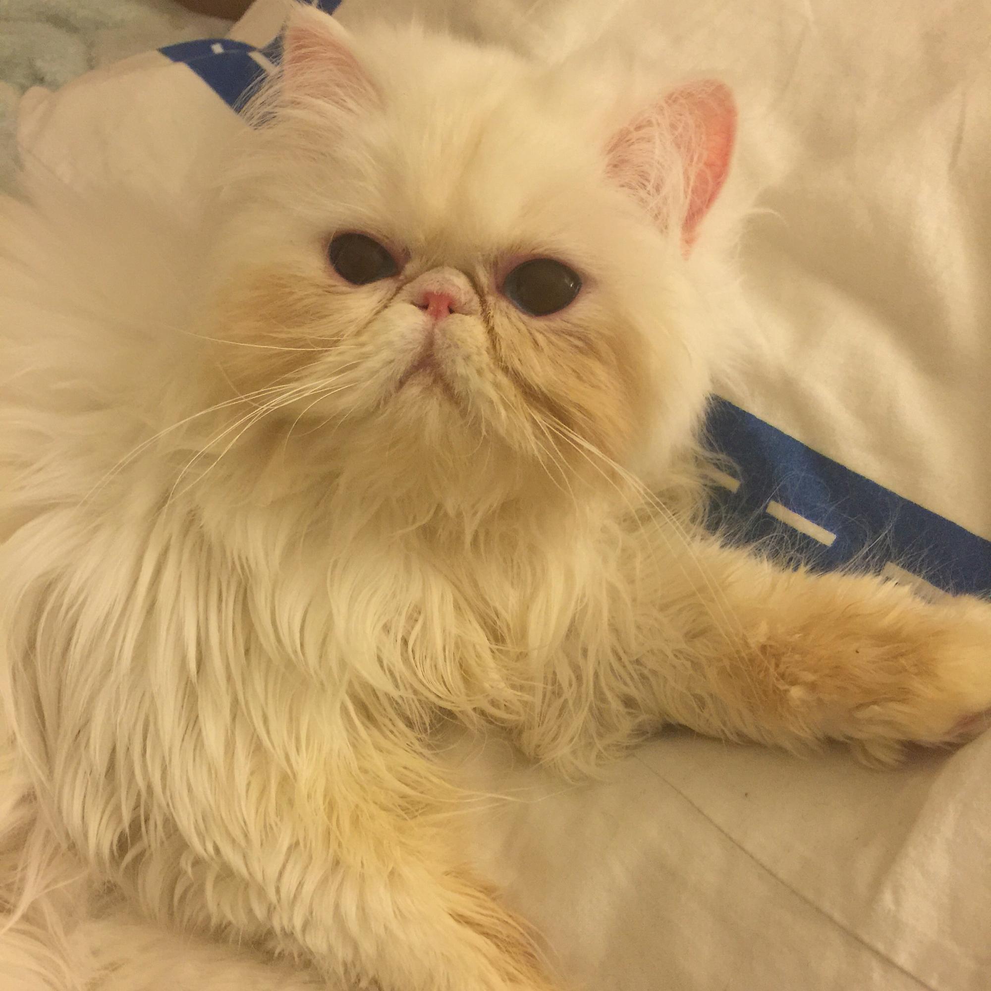 这只长毛加菲猫 品相怎么样?