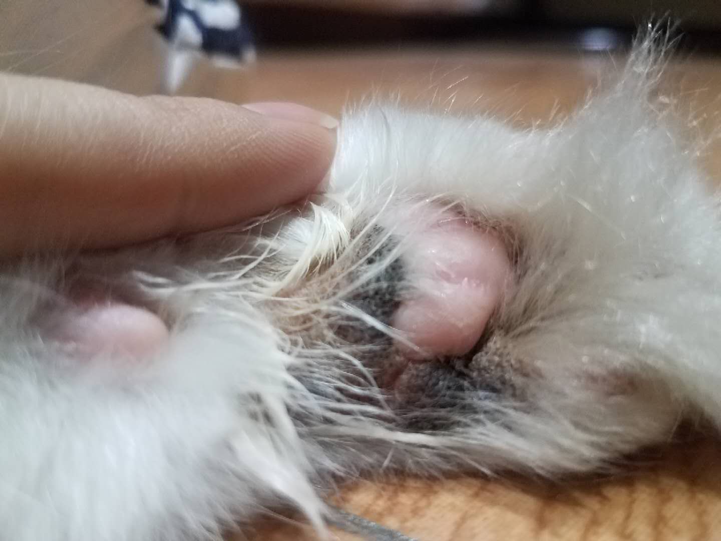 猫咪肉垫突然长出黑黑的痂