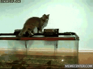 萌爪见闻 ></p></a> 正文   嗷呜,吓死本喵了!     我也是,可把本大爷吓坏了!