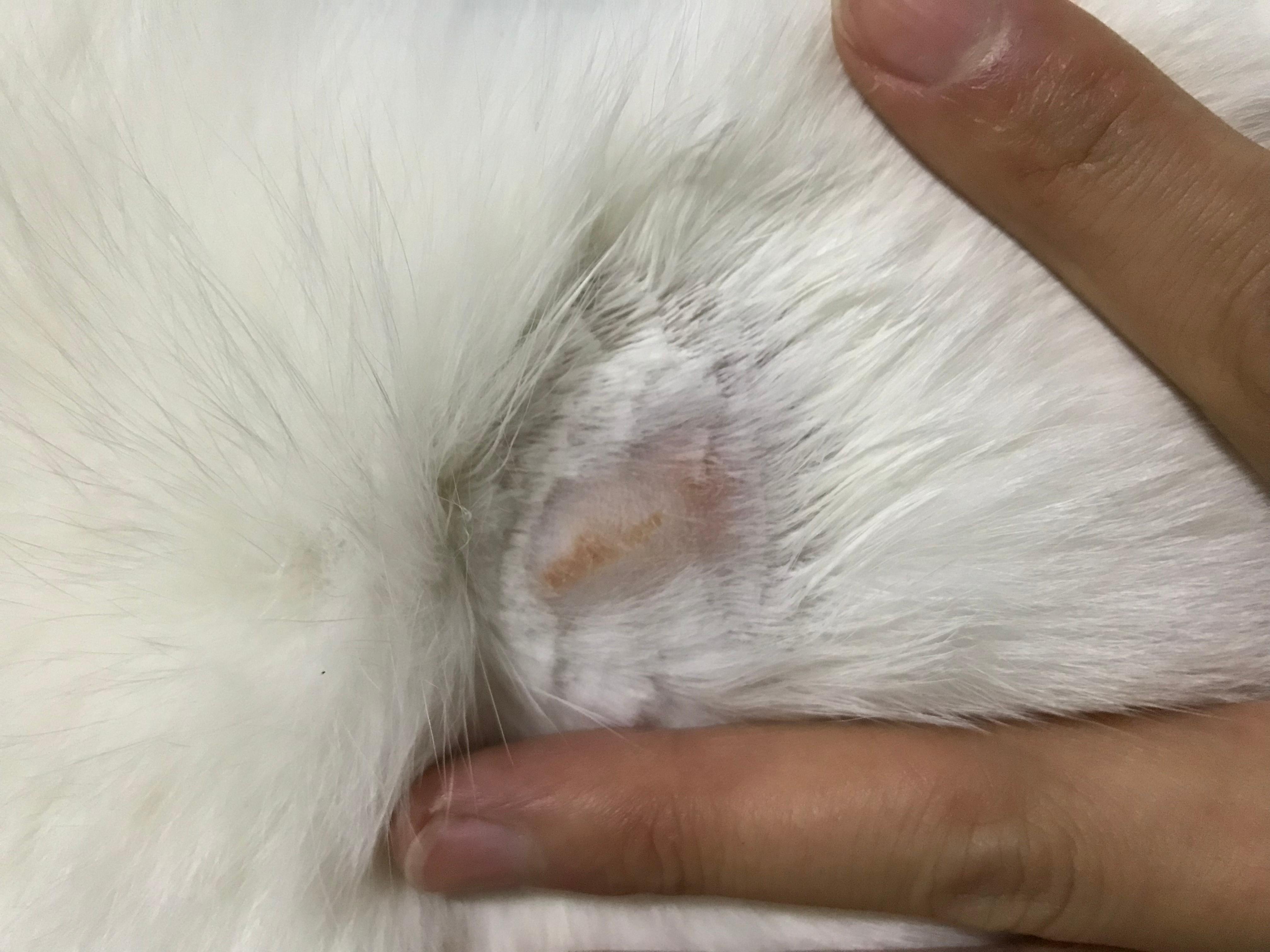 猫癣
