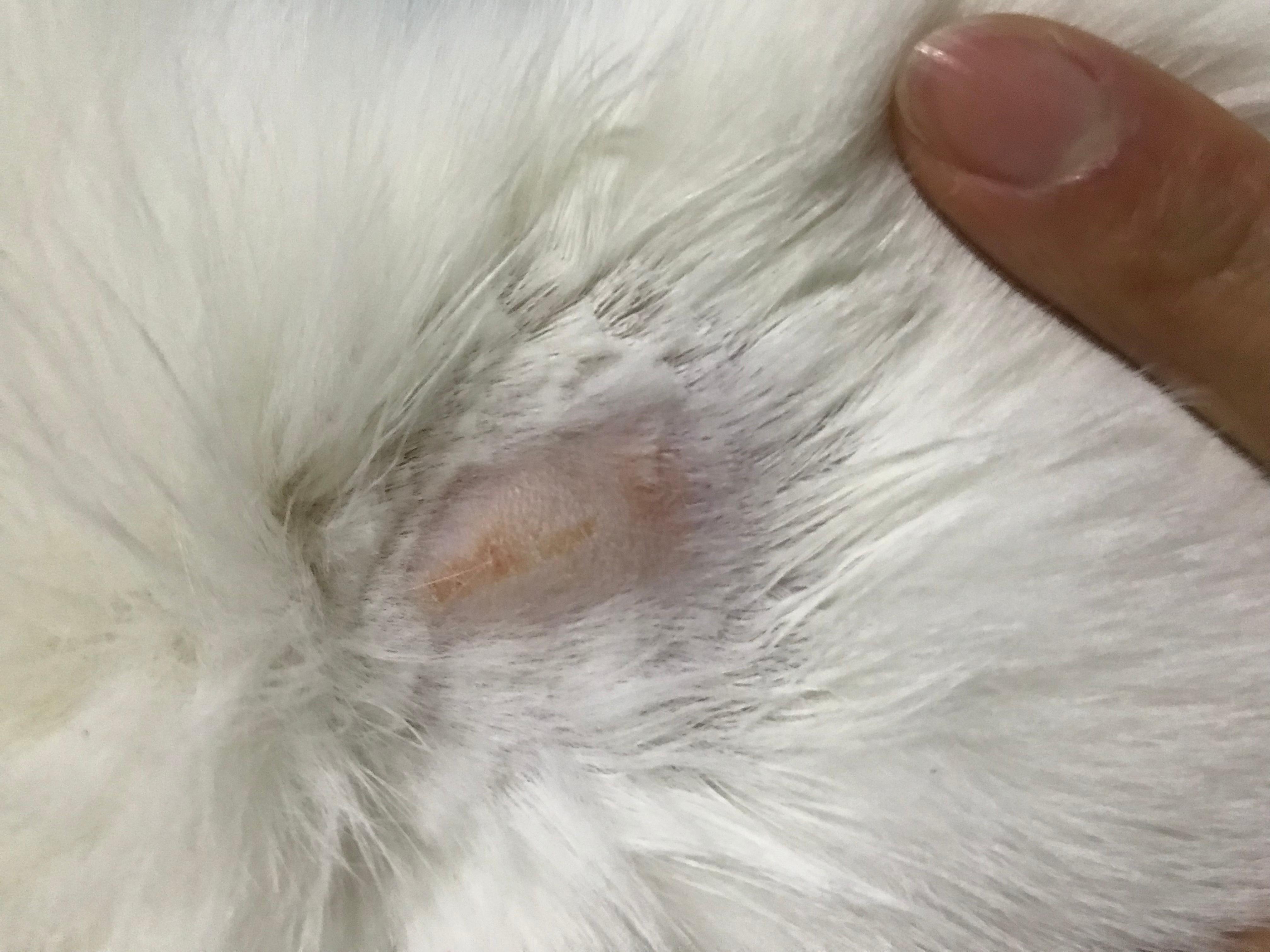 猫癣