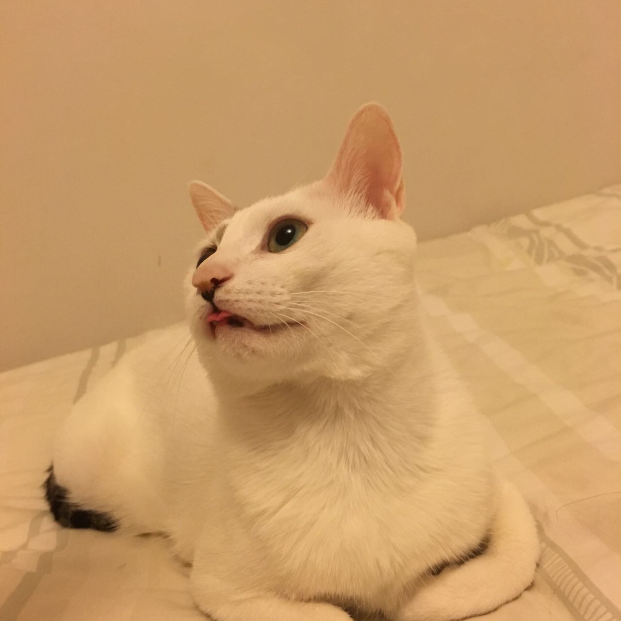 猫咪爱咬人怎么办? - 萌爪医生