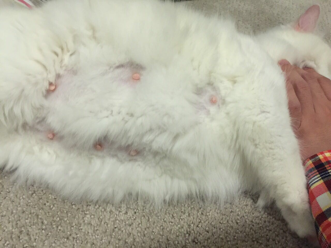 猫怀孕60天阴道黄色液体