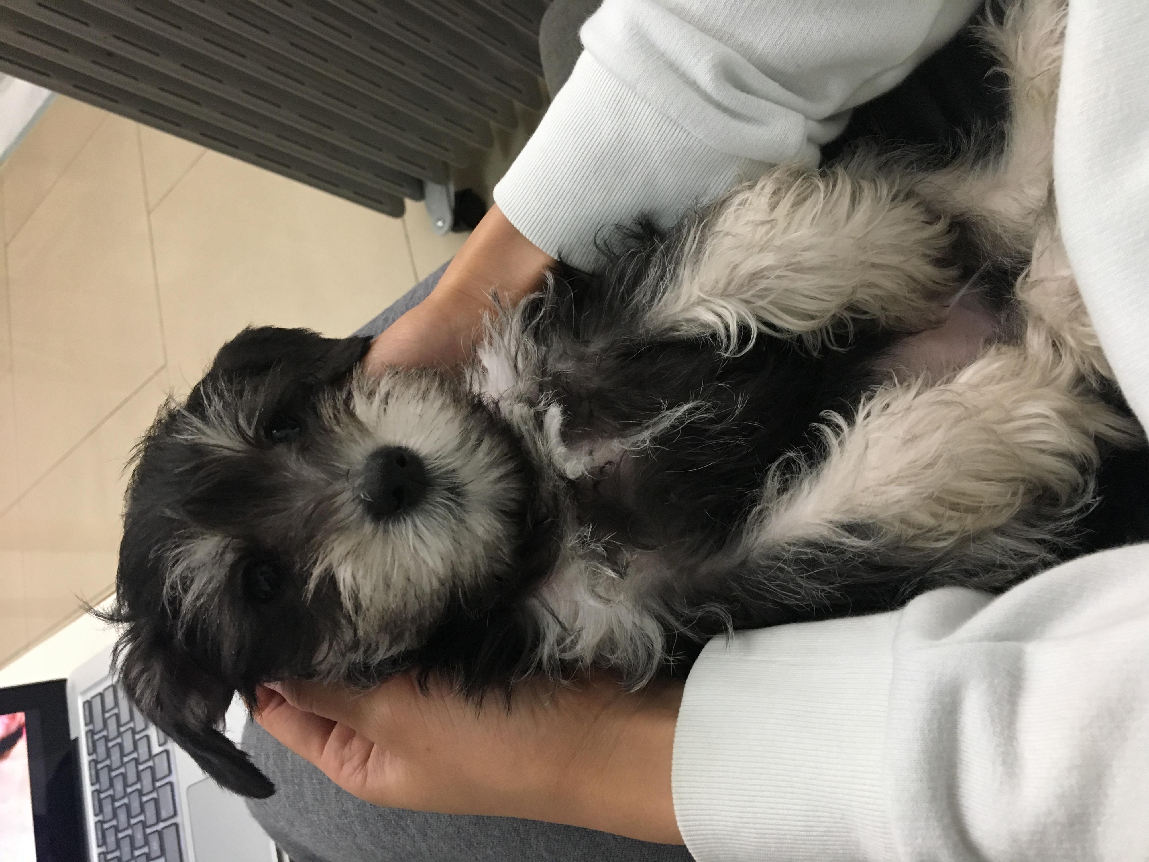 狗狗便便的问题