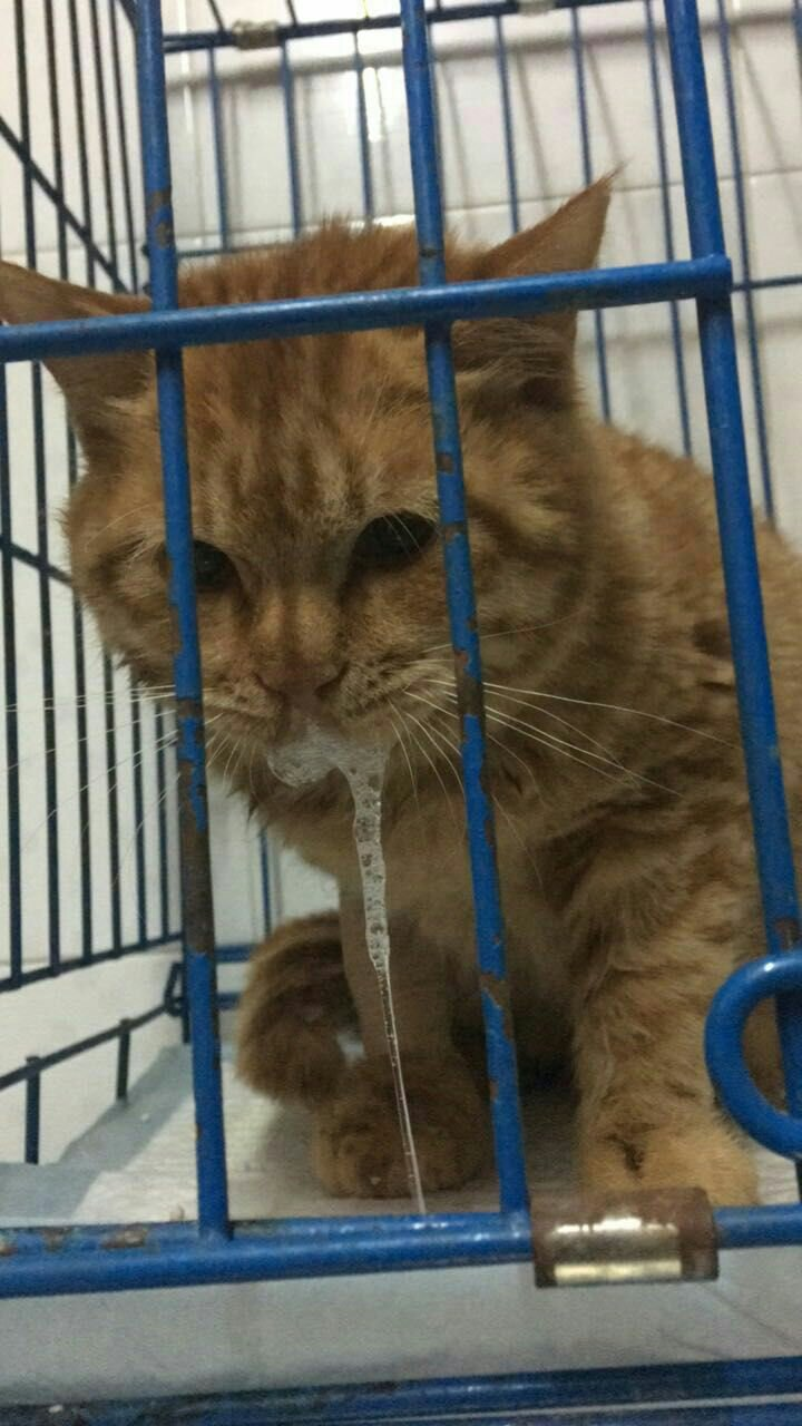 猫瘟治疗两天 白细胞降低 未能止吐