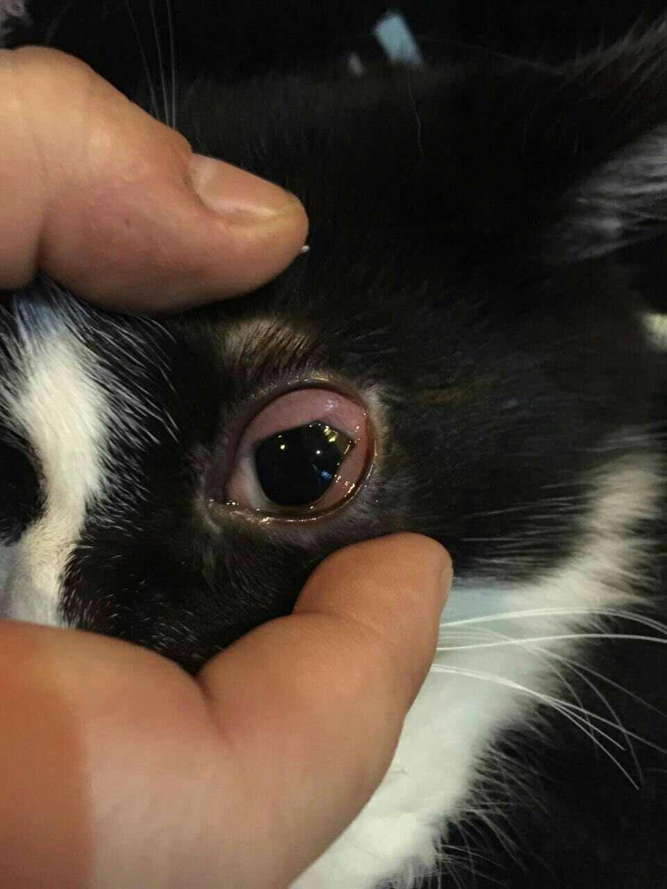 "雪纳瑞咬人"的搜索结果