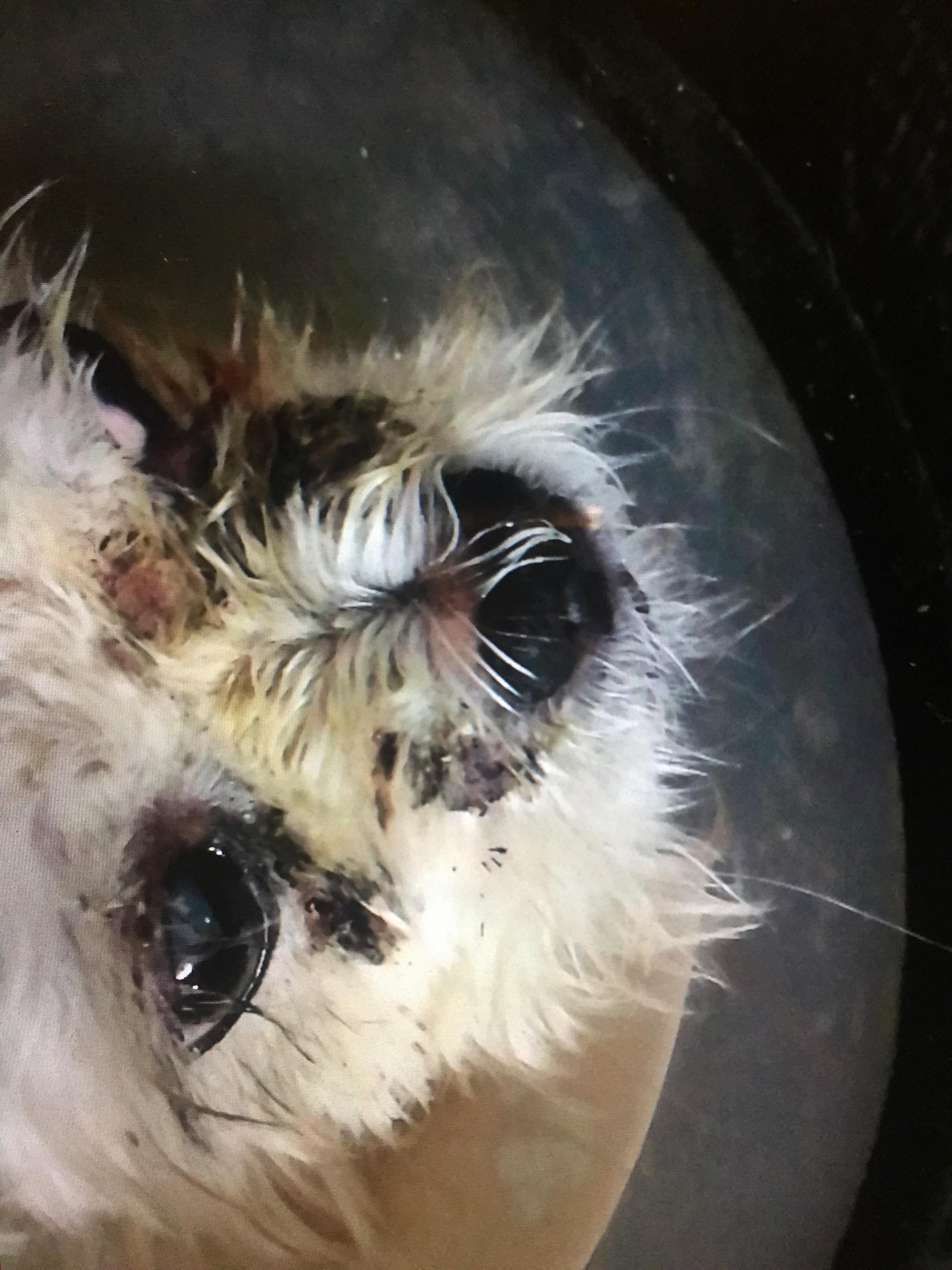 狗狗脸部大量蠕形螨