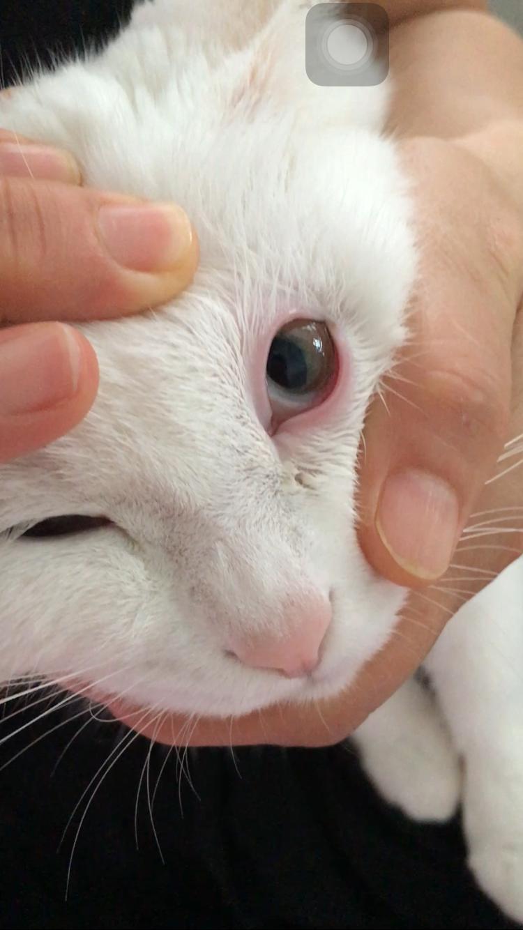 猫咪不知道为什么眼睛特红