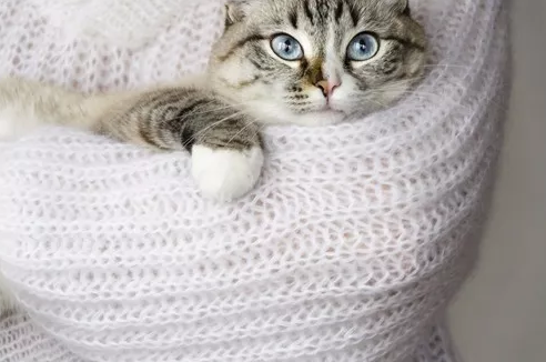 对猫狗安全的十种多肉植物 萌爪医生