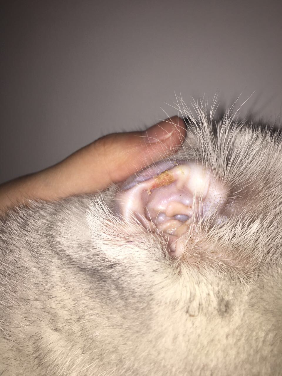 请问这是耳螨吗?