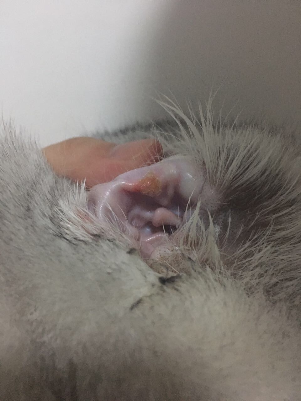 请问这是耳螨吗?