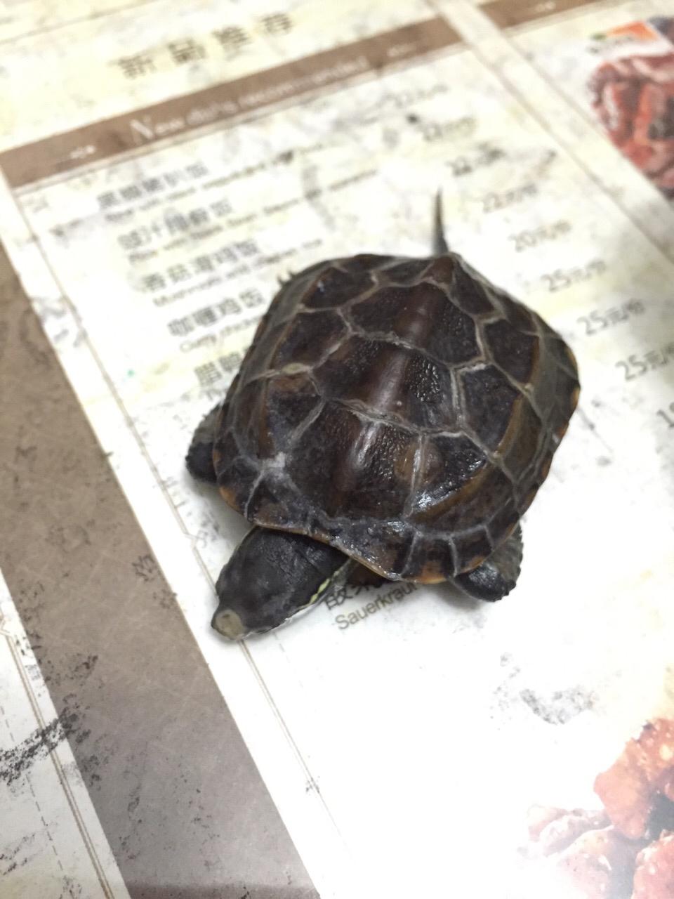 小乌龟背上长白色的东东