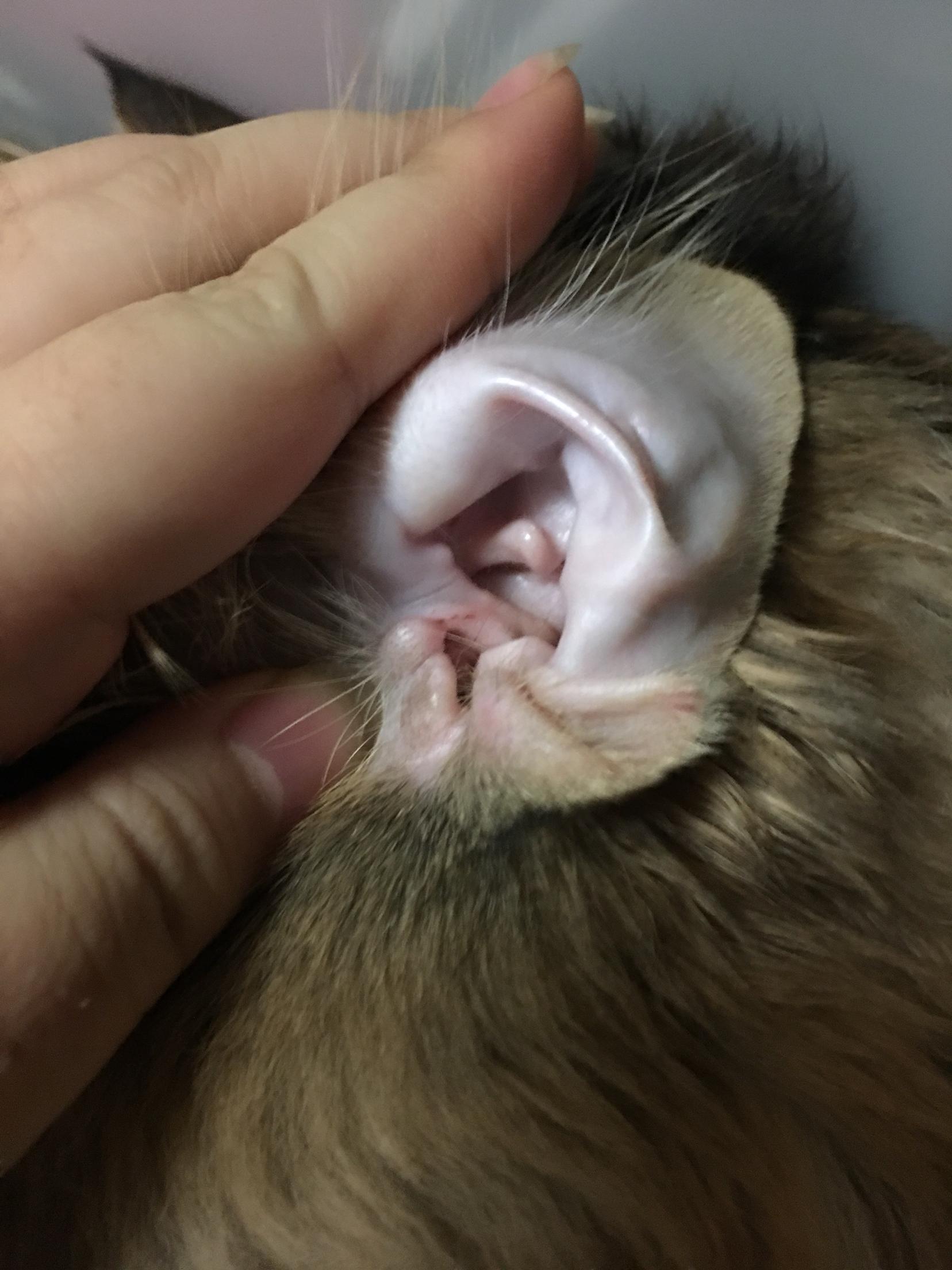 猫 附耳图片