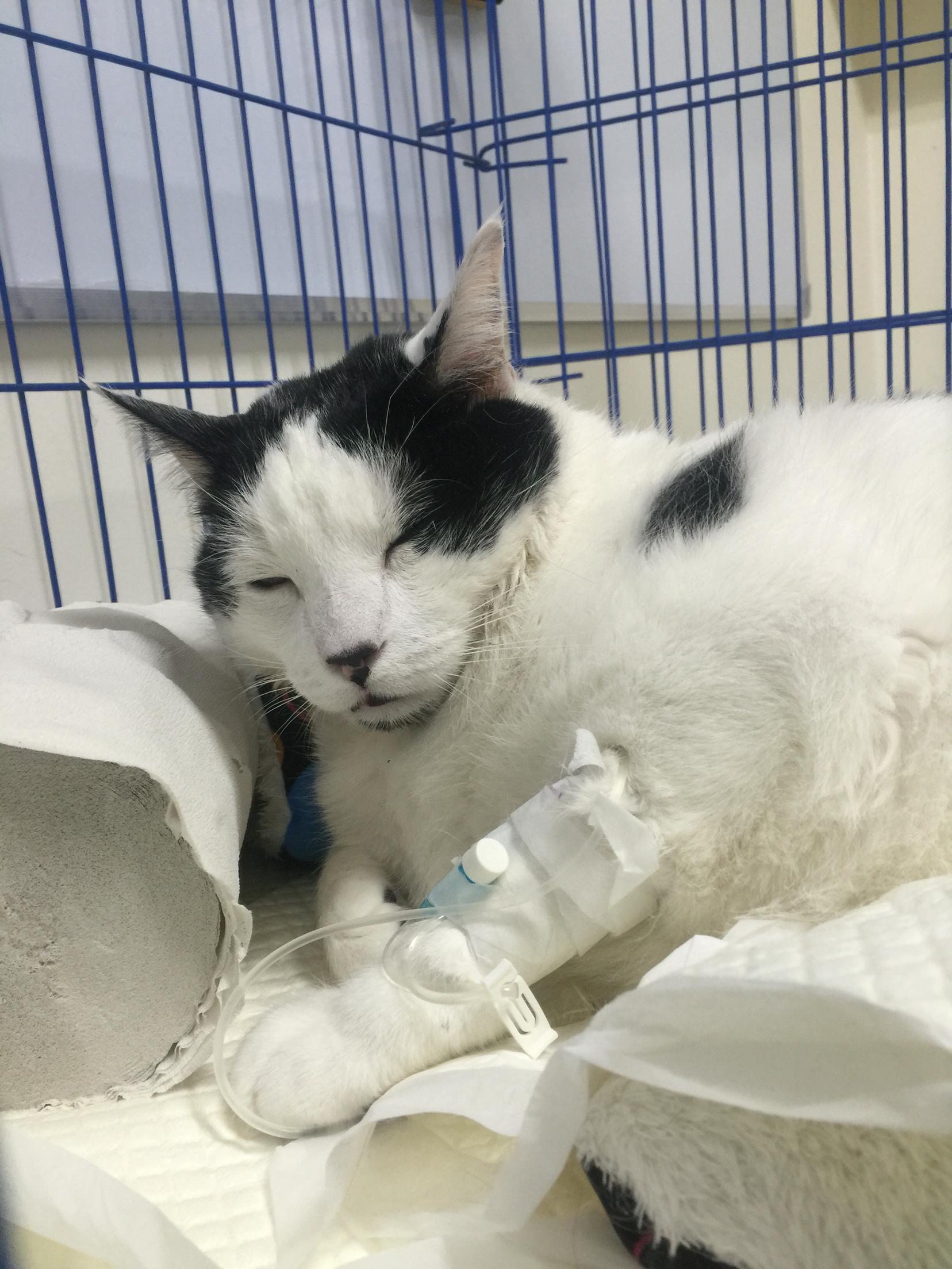 猫咪肥厚性心肌病