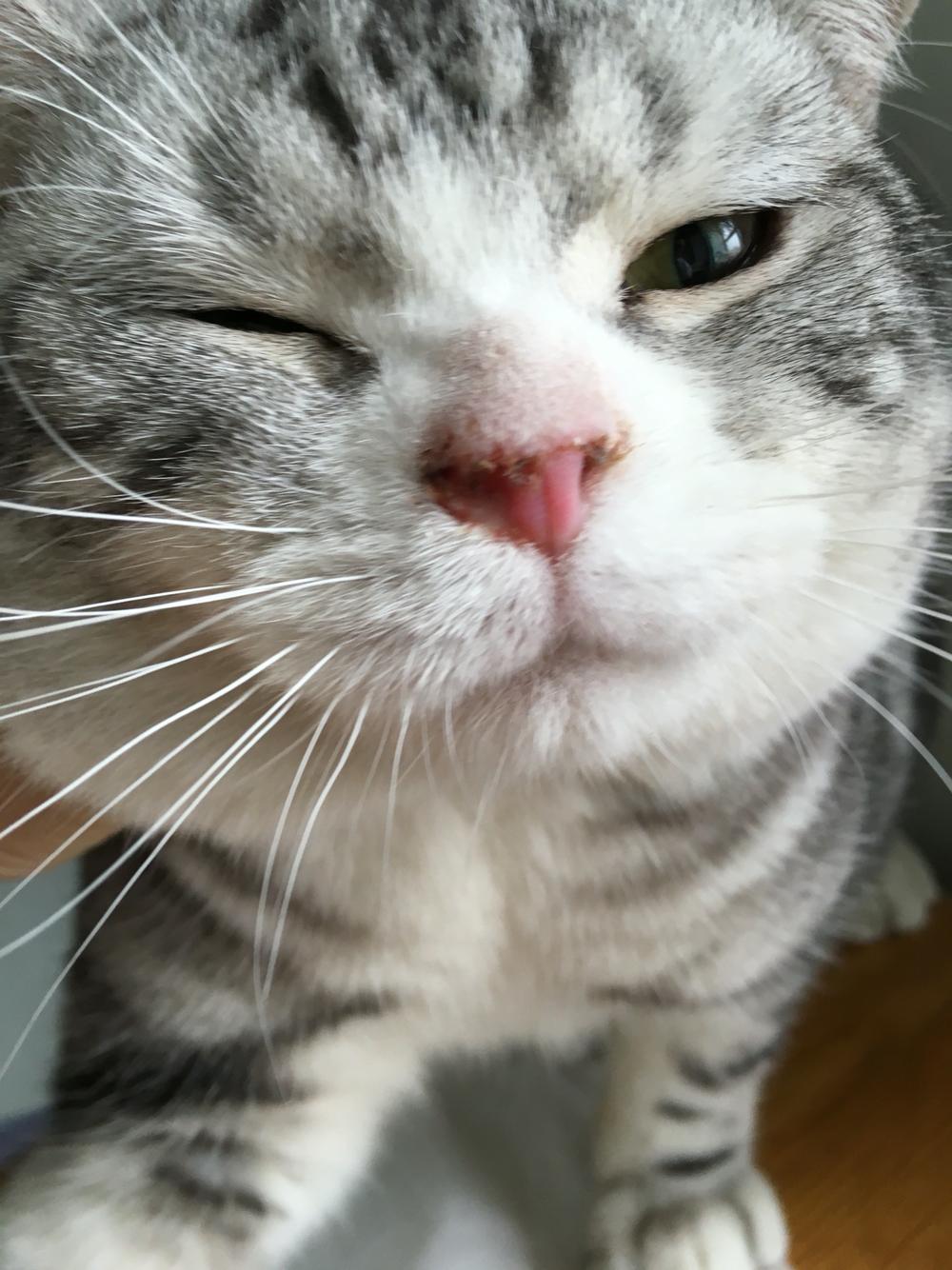 猫咪鼻子不正常