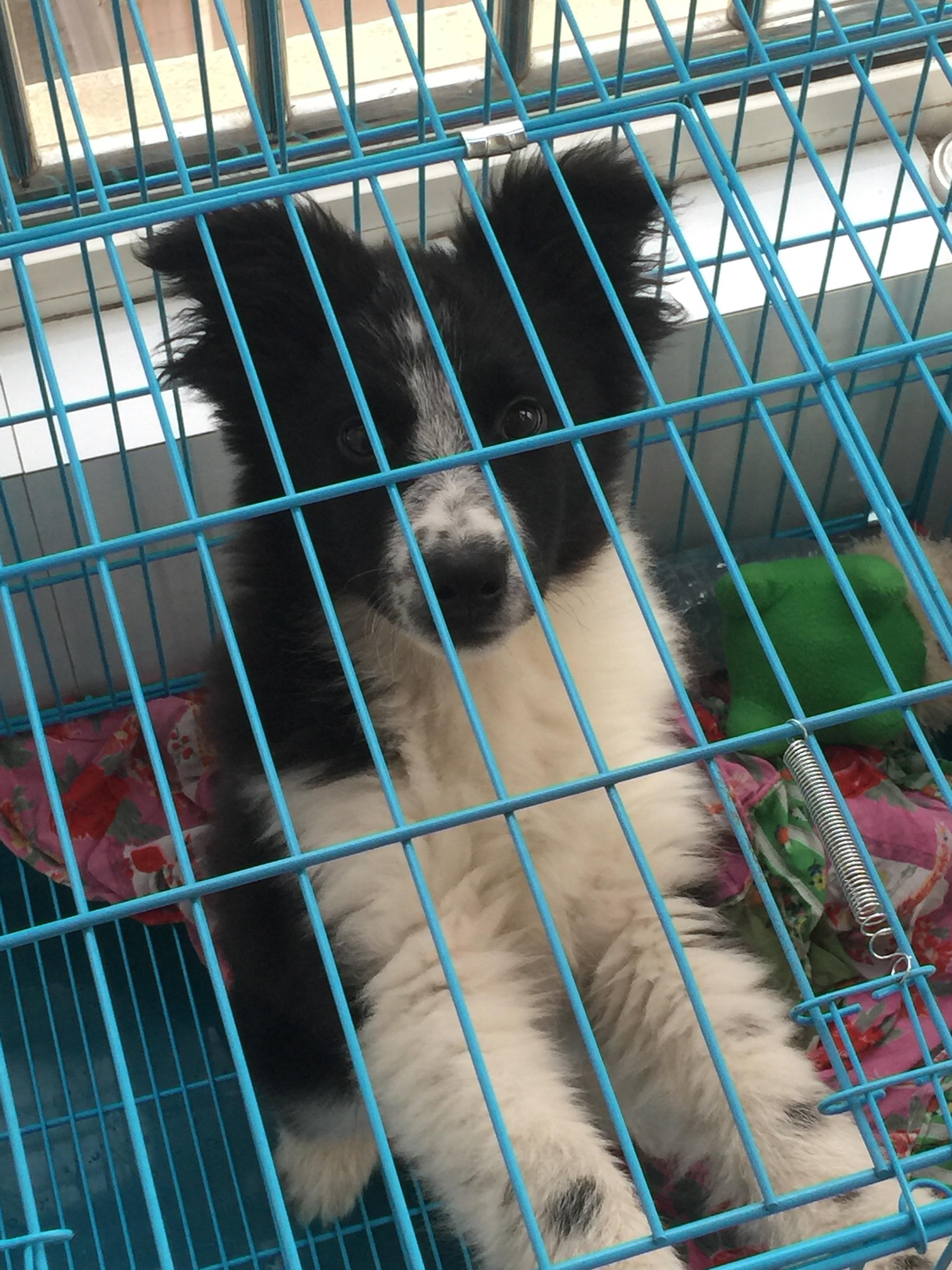 四个月的公边牧(已经打过三针四联)来新家7天了  今天