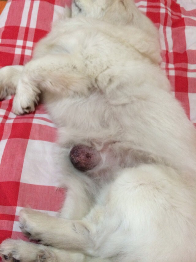 "老年犬猫养护"的搜索结果