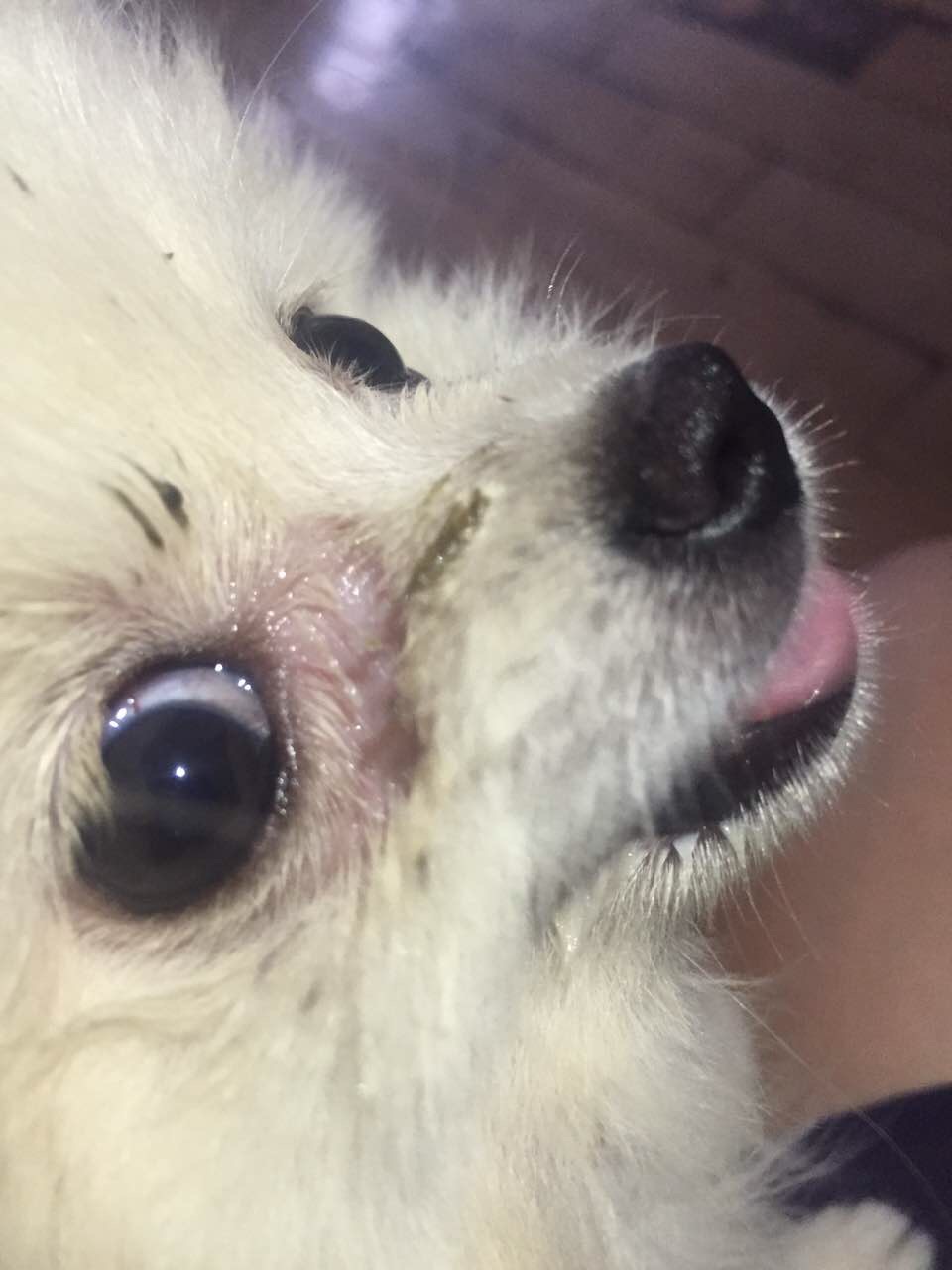 狗狗泪沟脱毛