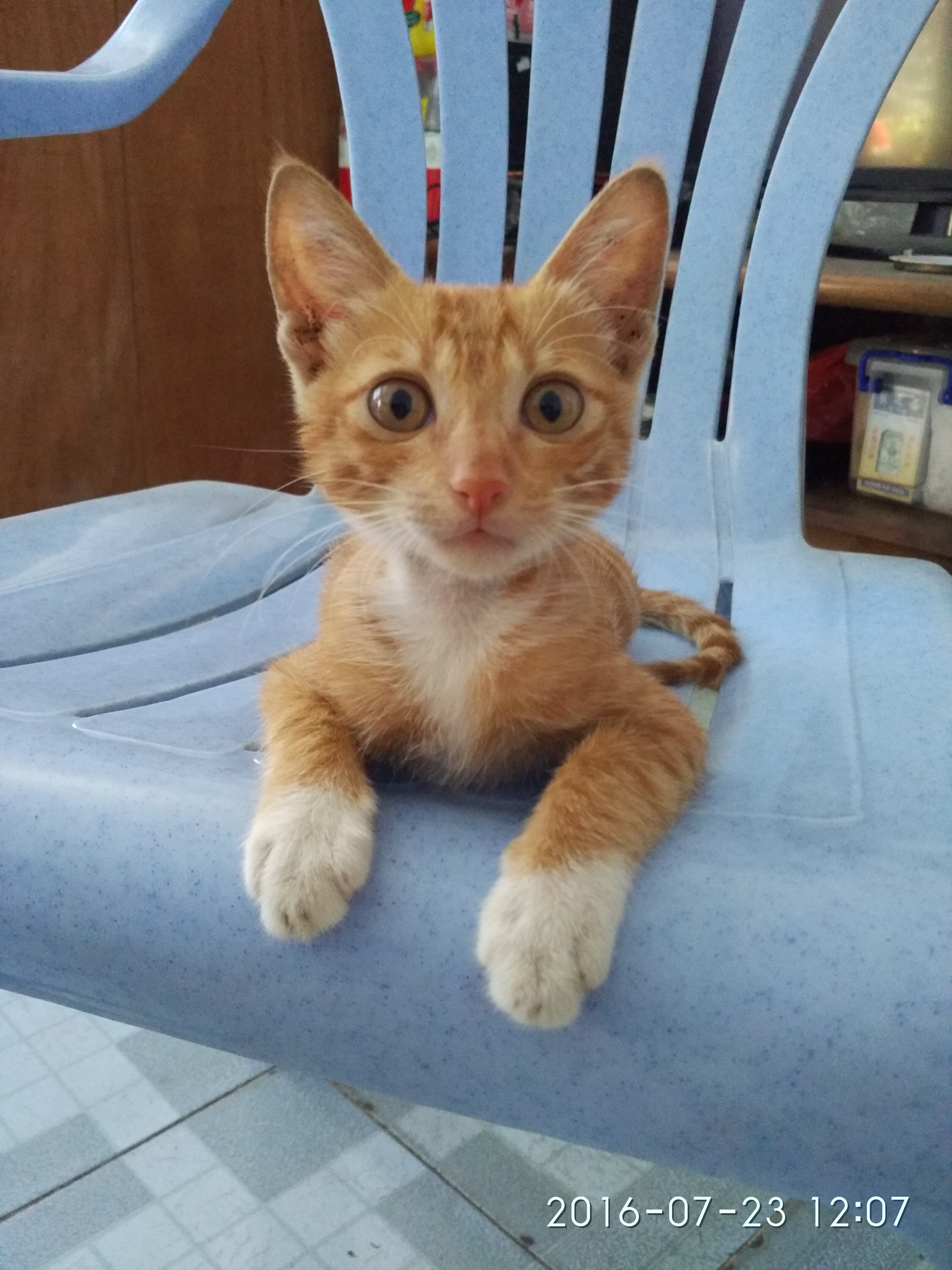 林猫咪